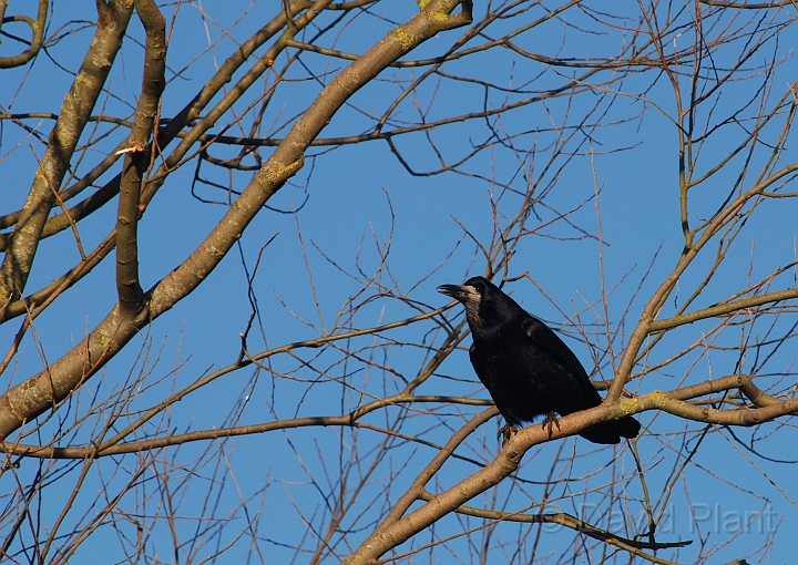 Rook - B.jpg - Rook - Slimbridge